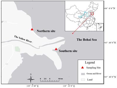 Study on the effects of extreme climate and human activities on the growth mechanisms of Zostera japonica in the Yellow River estuary